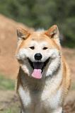 AKITA INU 499